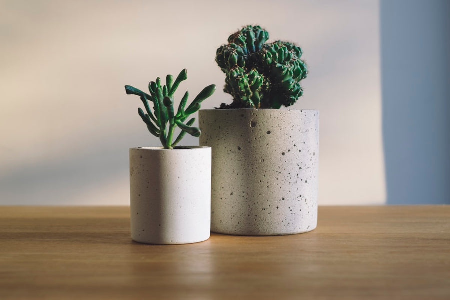 Plantes d'intérieur : le guide complet pour débutants